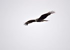 Zwarte wouw (oostelijk) (black-eared kite) Milvus migrans lineatus  - Hustai Nuruu 09-08-2016 (5)